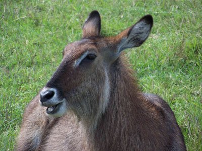 Waterbuck-3539