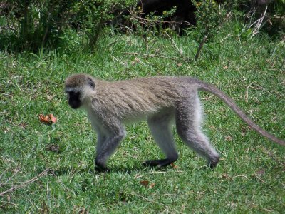 Vervet monkey-3577