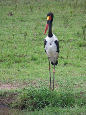 Saddle-billed stork-3597