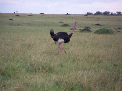 Ostrich (male)-3664