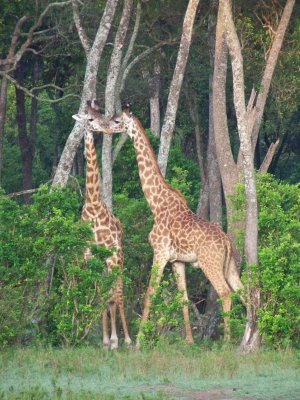 Masai giraffe-3688