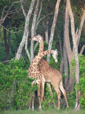 Girafffe fighting with neck-3690