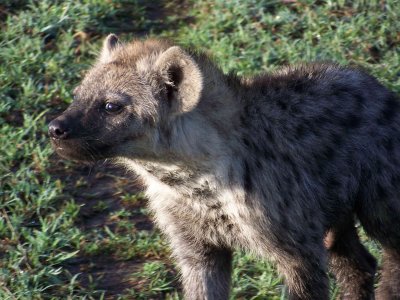 Spotted hyena-3724