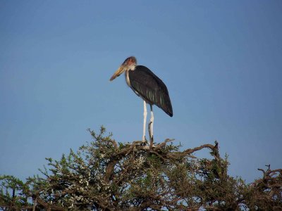 Marabou stork-3727