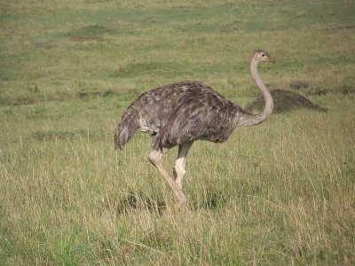 Ostrich (female)-3747