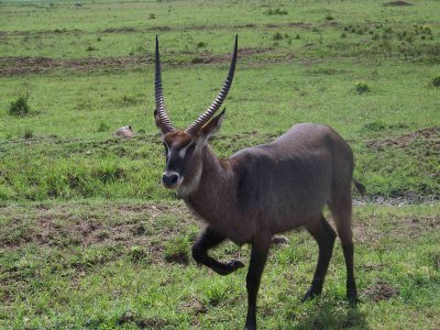 Waterbuck-3786