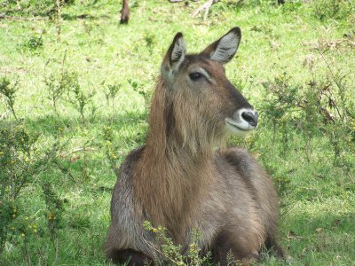 Waterbuck-3802