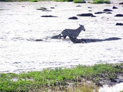 Croc catching zebra-3927