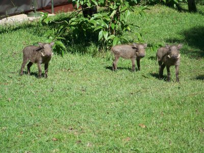 Warthog babies in our camp-4102