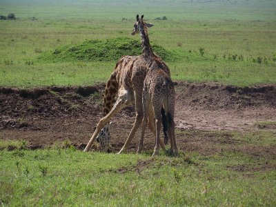 Giraffe drinking-4114