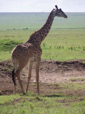 Masai Mara