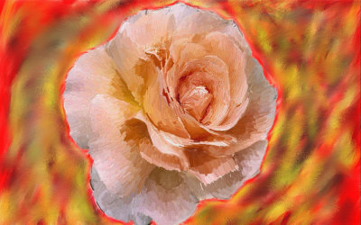 burning rose