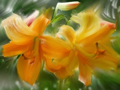daylilies