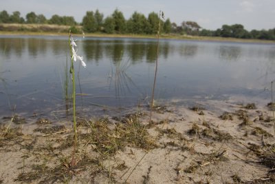 oeverzone met Waterlobelia