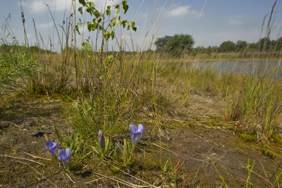 klokjesgentiaan in oeverzone