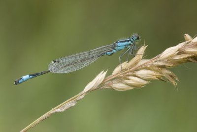 Ischnura elegans