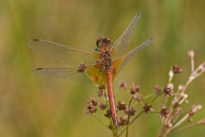 Sympetrum flaveolum