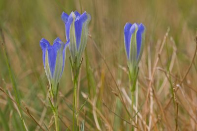 Gentiana pneumonanthe