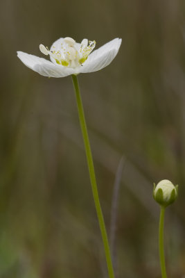 Parnassia palustris