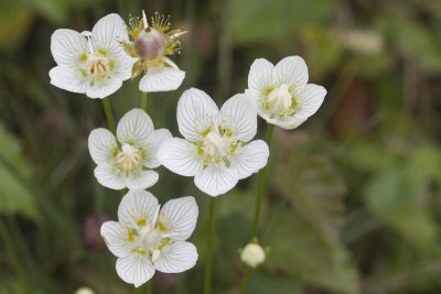 Parnassia palustris