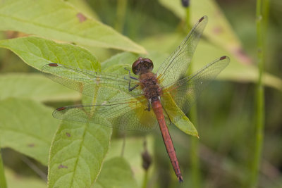 Sympetrum flaveolum