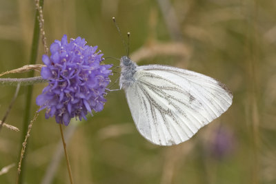 Pieris napi