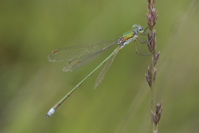 Lestes virens