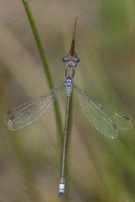 Lestes sponsa