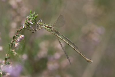 Lestes barbarus