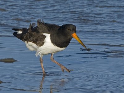 Haematopus ostralegus