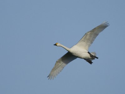 Cygnus bewickii