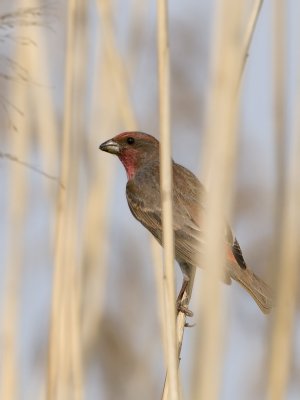 Carpodacus erythrinus