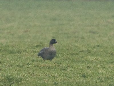 toendrarietgans