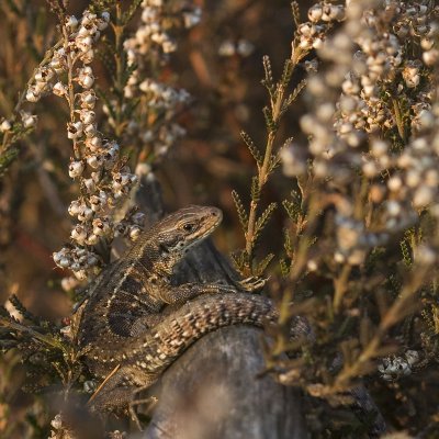 Zootoca (Lacerta) vivipara