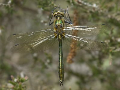 Cordulia aenea