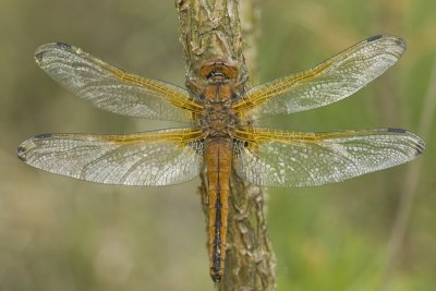 Libellula fulva