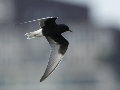 Chlidonias leucopterus