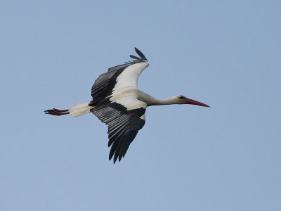 Ciconia ciconia