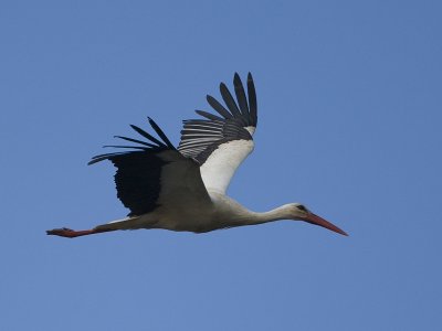 Ciconia ciconia