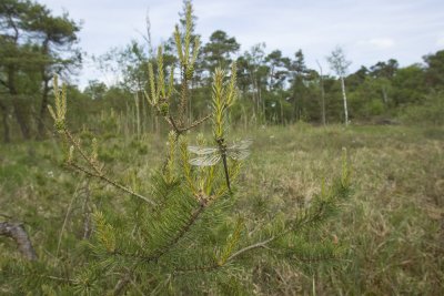 Somatochlora arctica