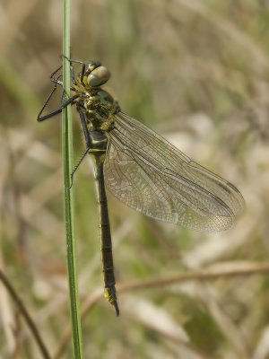 Somatochlora arctica