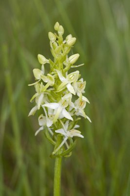 Platanthera bifolia