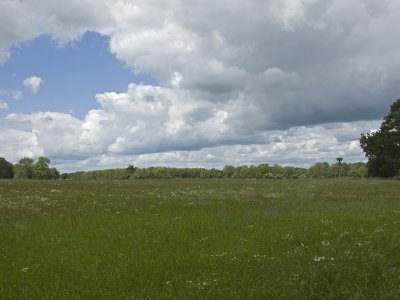 akker met korenbloem in het Reestdal