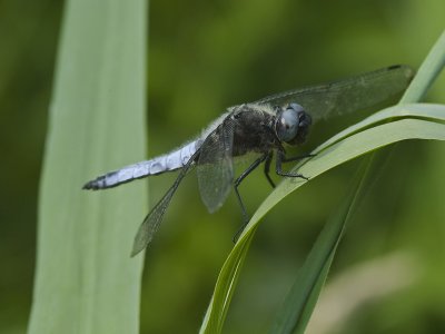 Libellula fulva