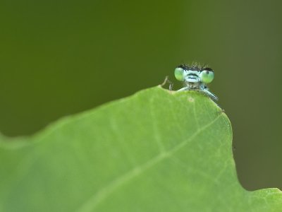 Coenagrion puella