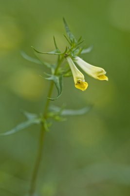 Melampyrum pratense