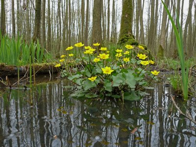 Caltha palustris