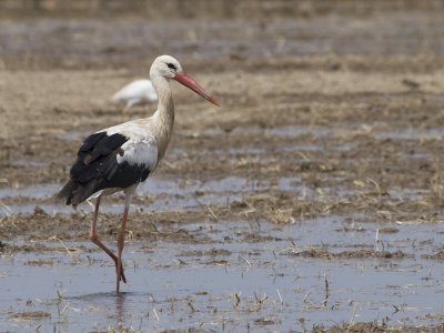 Ciconia ciconia