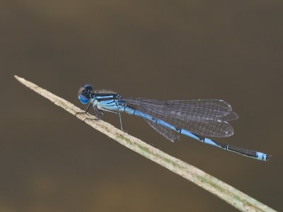 IMG_1585.jpg
