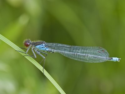 Erythromma najas